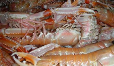 1244193476_langoustines